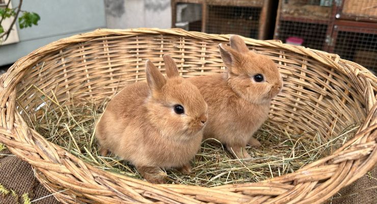 Adıyaman Büyümeyen Tavşan