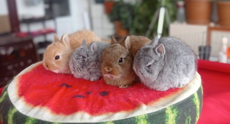 Adıyaman Cins Tavşan