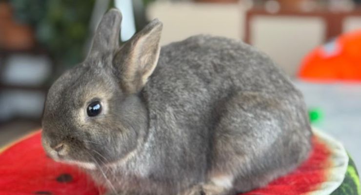 Adıyaman Ev Tavşanı