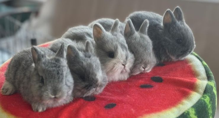 Adıyaman Evcil Tavşan