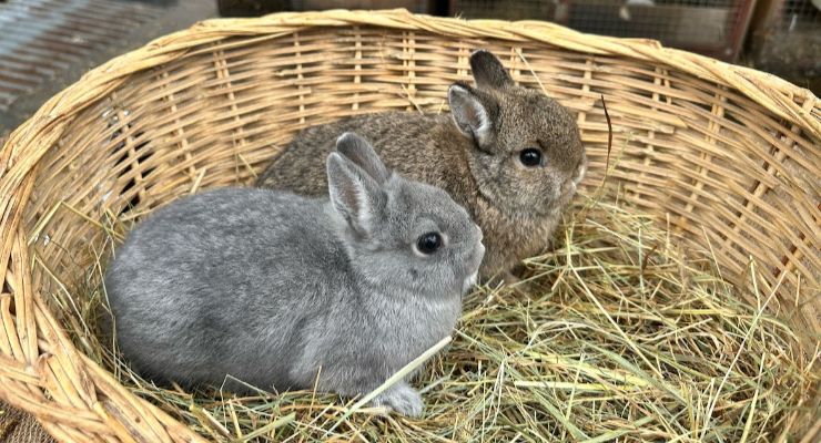 Adıyaman Yavru Tavşan