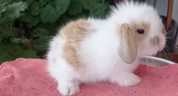 Adıyaman Hollanda Lop Tavşan